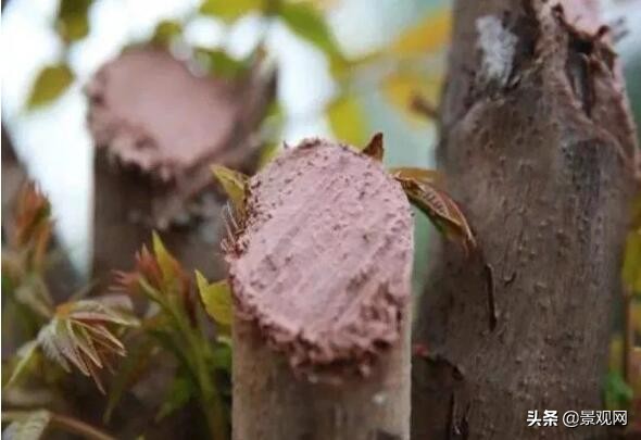 绿化苗木创伤后怎么处理,绿化树木破损如何修复