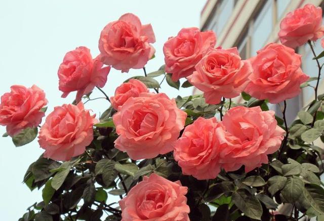 怎么养绿萝爆盆又不长藤求回答,养绿萝最正确的方法