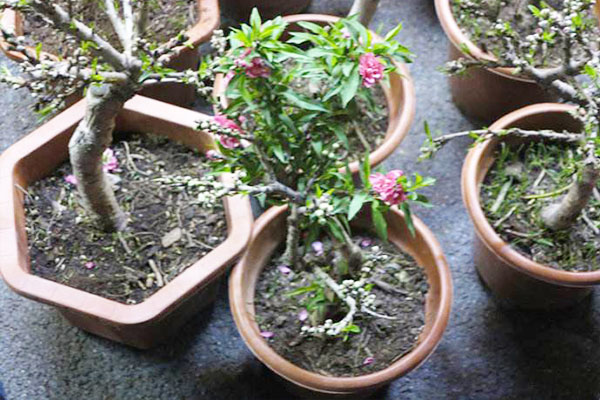 轻土桃花盆栽,桃花盆栽水培