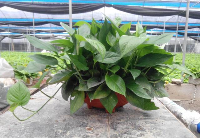 枕头内的荞麦皮放土里能养花吗,晒枕头晒出好多虫子