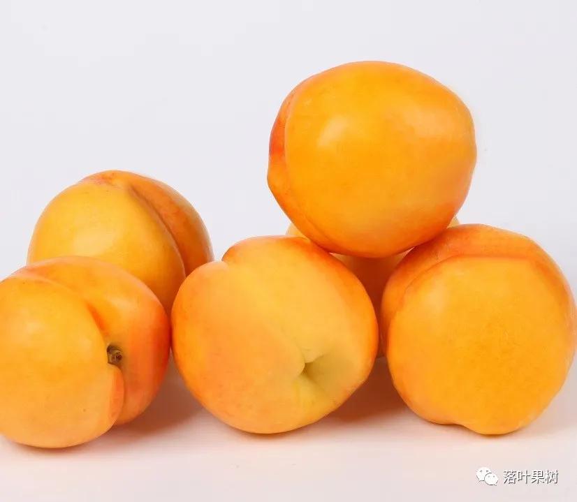 种植效益最好的黄桃品种,鲜食黄桃品种介绍