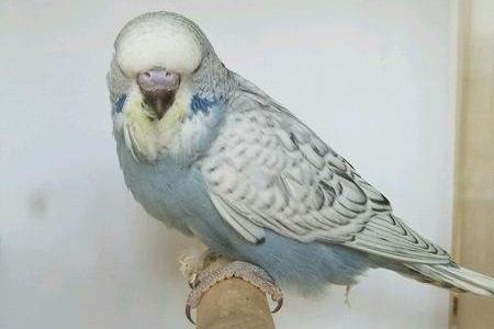 虎皮鹦鹉一共几种颜色,虎皮鹦鹉哪个品种最聪明