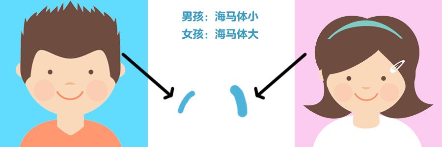 婴儿大脑发展曲线图,男孩和女孩的大脑发育有什么区别