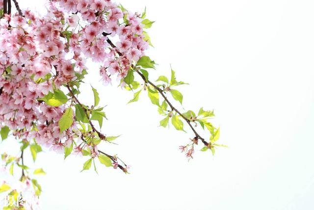 春分秋分昼夜平分下一句,春分节气日夜平分吗