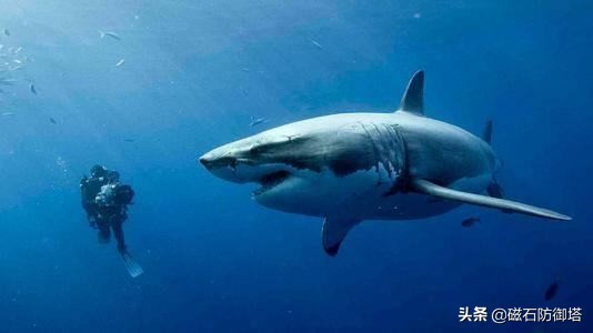 关于鲨鱼的冷知识大白鲨,关于鲨鱼的13个事实