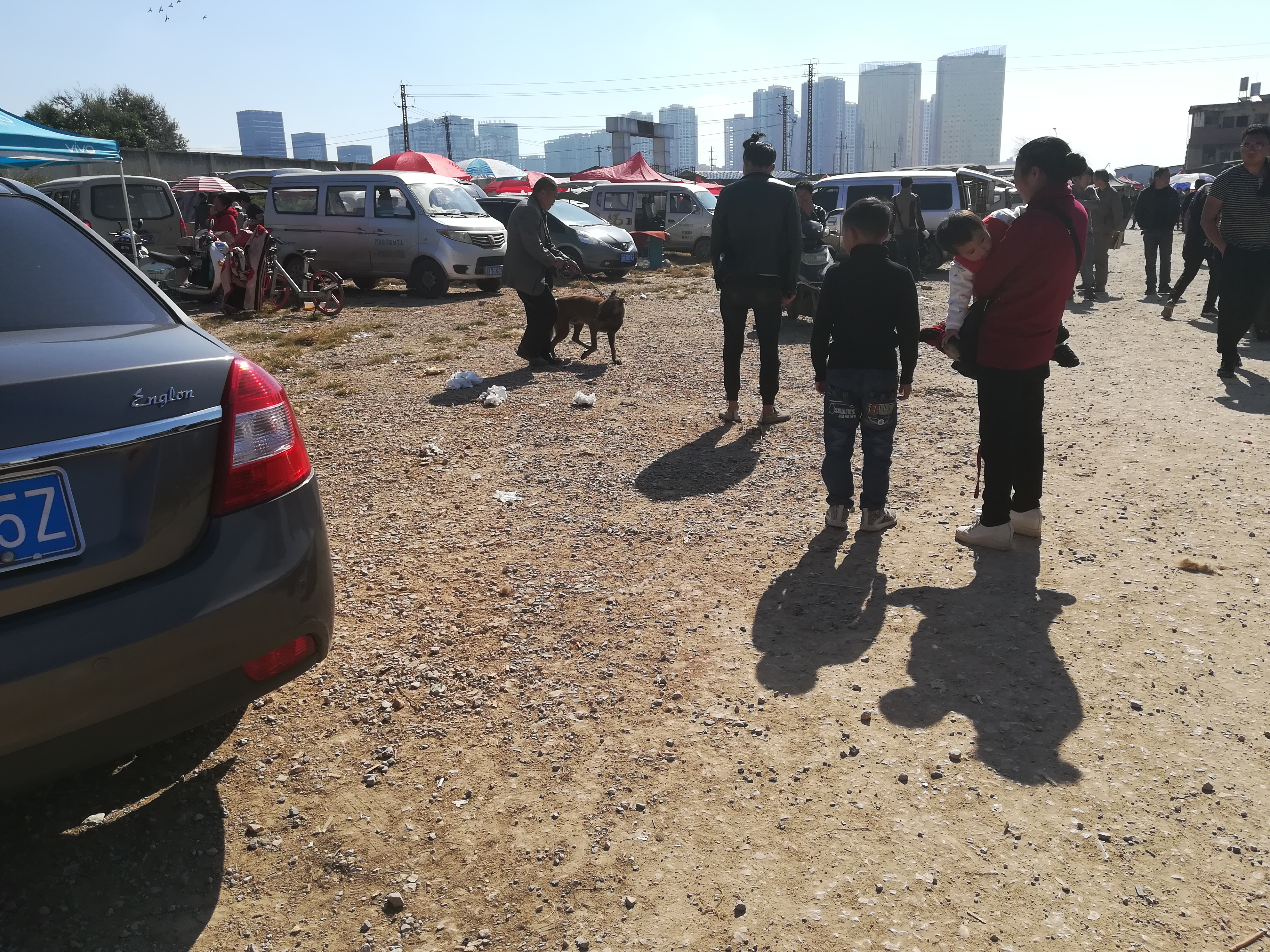 怎样才能训练好一只听话的马犬,养一只马犬一只罗威纳