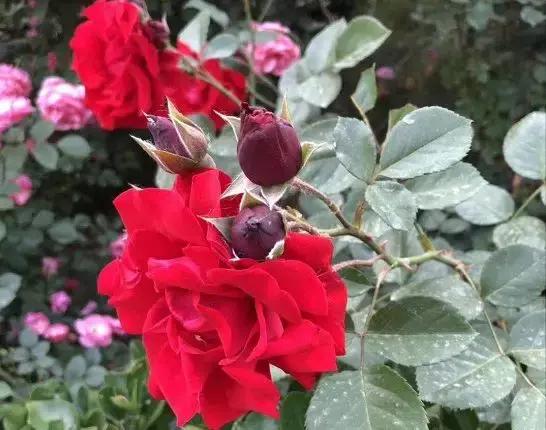 京东第一温泉度假村,京东第一温泉度假酒店618专享