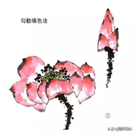 荷花的画法和步骤图解,最简单的荷花画法一学就会