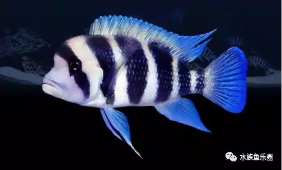 大马水族专营三湖慈鲷,三湖慈鲷鱼的饲养方法