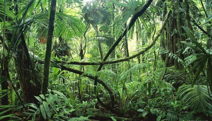 亚马逊雨林看起来是绿色天堂，实则是人类禁区，究竟有多恐怖？