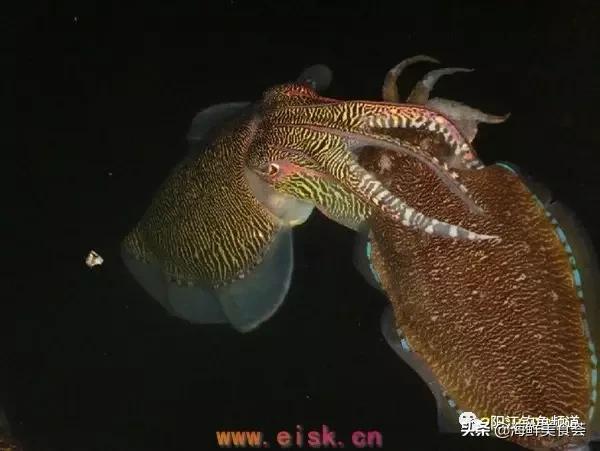 十种最受欢迎的海鱼,钓鱼人最爱的海鱼