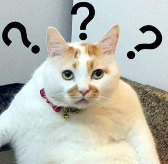 猫咪最重能长到多少斤,猫咪最重可以达到多少斤