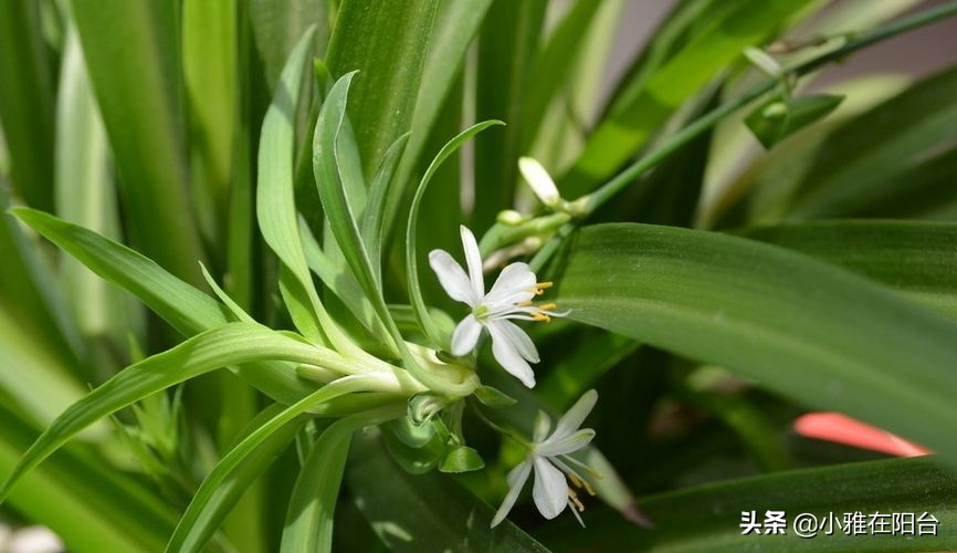 水培吊兰怎么用肥水好呢,水培吊兰怎么才能长得更好