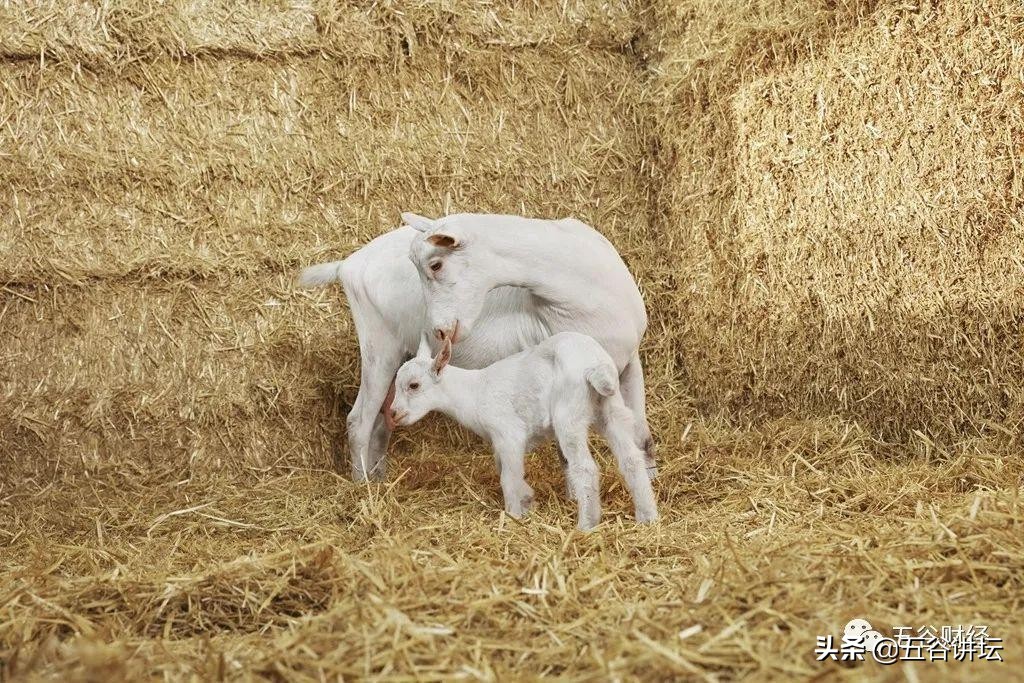 羊奶粉婴幼儿全球购,羊奶粉婴儿奶粉销量
