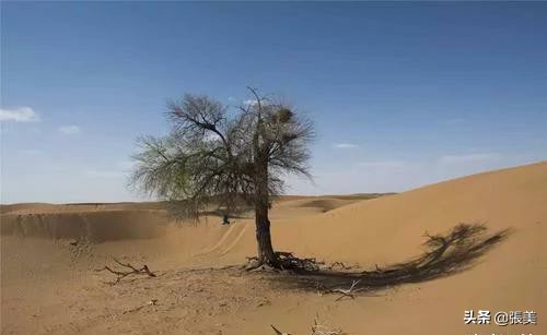 迷失沙漠,迷失在沙漠里怎么办