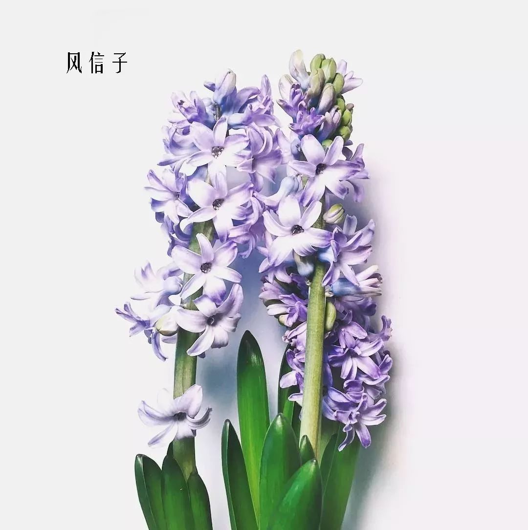 花店里同款的两种不同价格的花材,花店最容易被顾客误解的几种花材