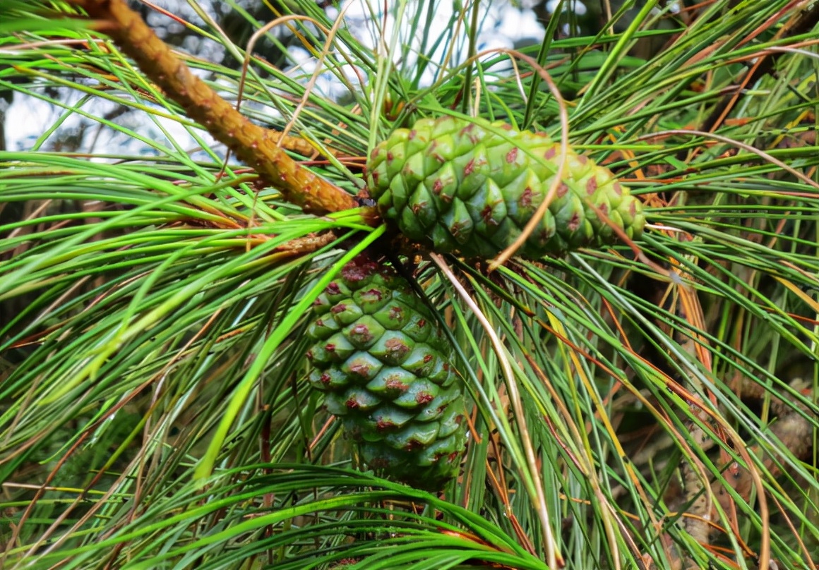 爬树打松子人工费一般多少钱一天,东北松子爬树采摘过程