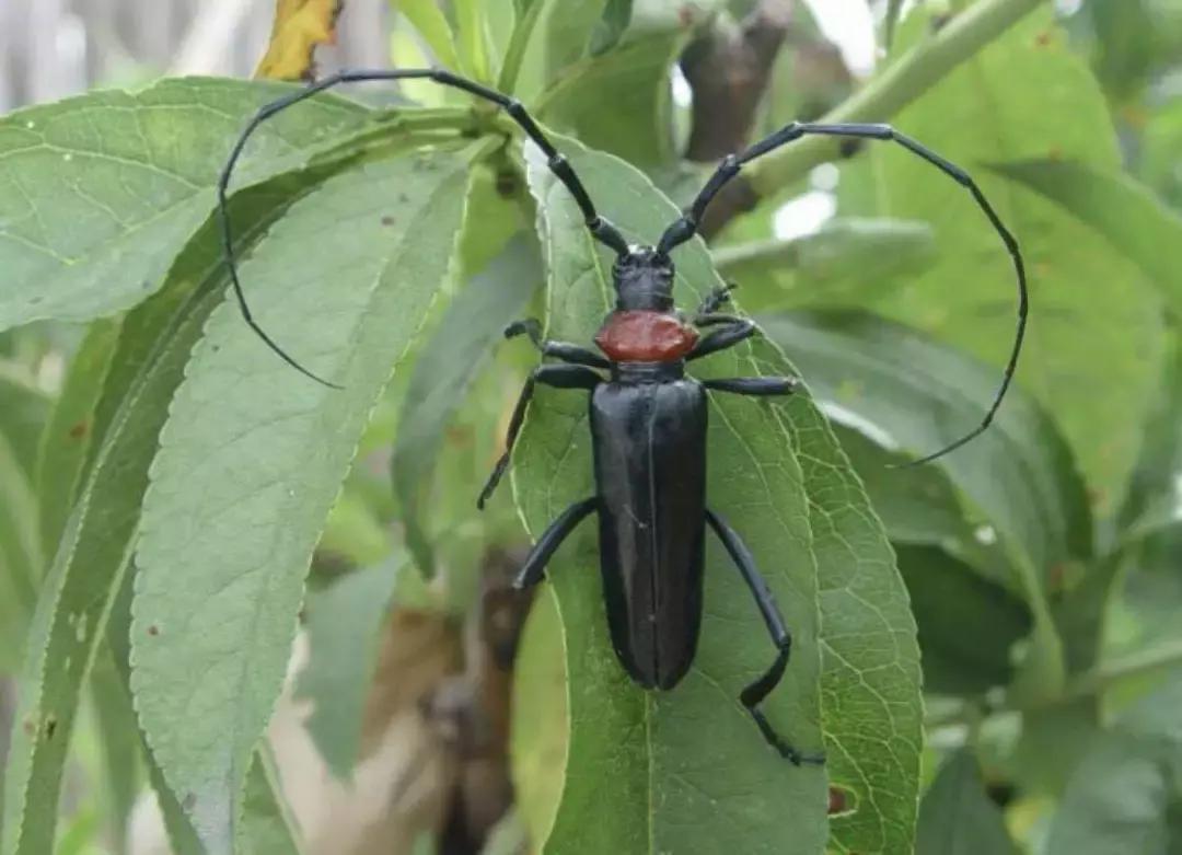 桃树虫害图谱,桃树虫害的图片及防治方法