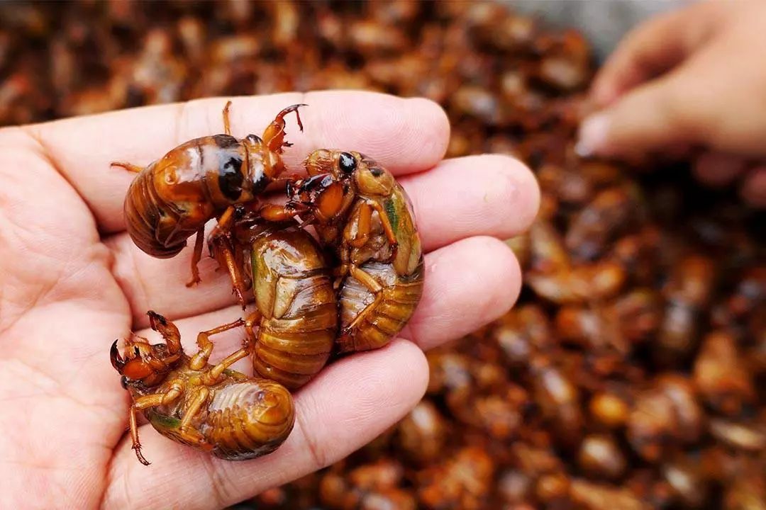 金蝉吃了有什么好处,金蝉到底能不能吃