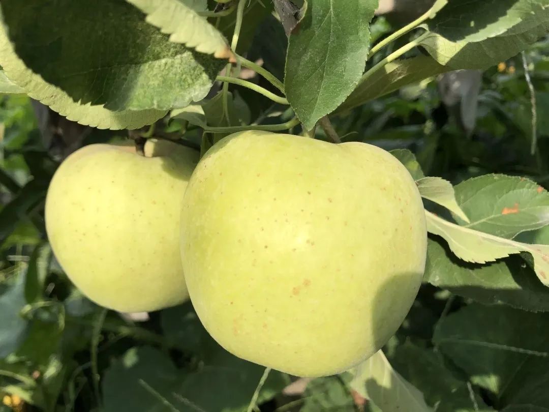 昌平自驾游京郊最佳好去处,北京昌平区冬季旅游