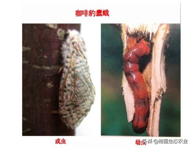 柑橘种植技术及病虫防治,种柑主要病虫害