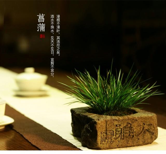 禅意浓浓的菖蒲盆景,最有禅意小绿植是菖蒲