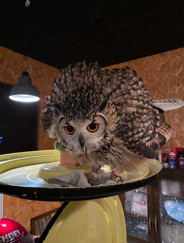 猫头鹰特殊行为有哪些特征,猫头鹰有其他特点吗