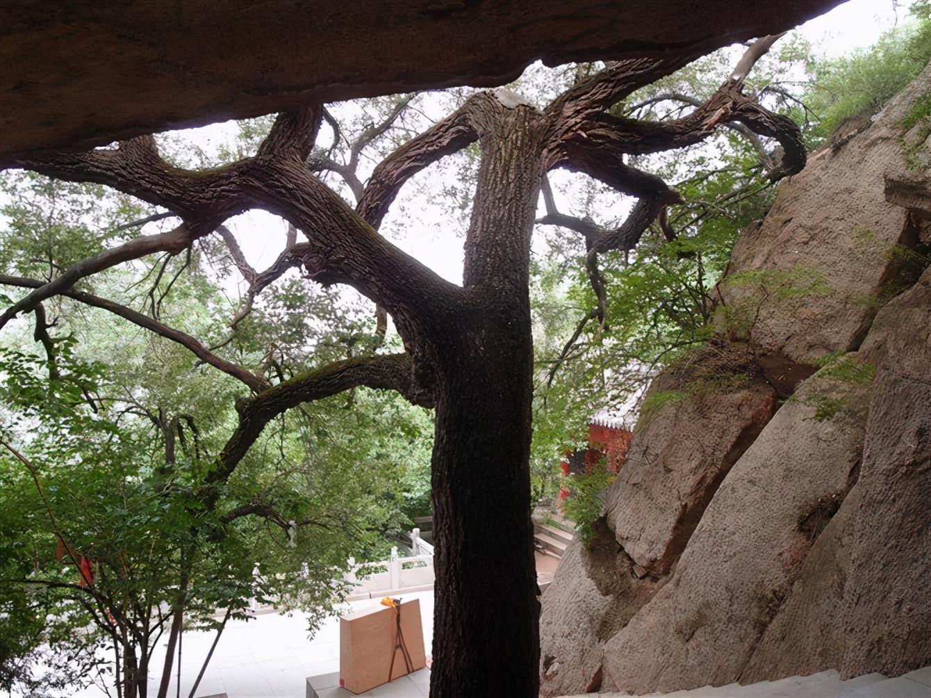 八达岭动物园观看老虎,八达岭动物园游玩