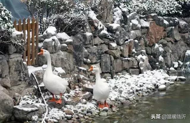 雪后的临沭小城，美得令人窒息