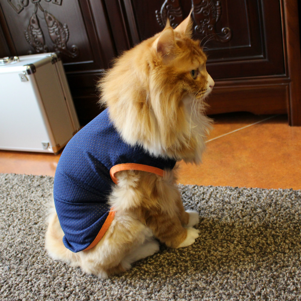 猫咪这6个常规小知识你知道几个,猫咪以后年纪大了该如何饲养