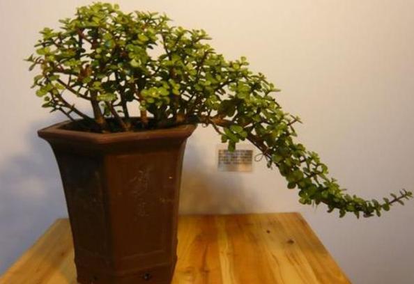 怕烂根的植物怎么养,怕旱的盆栽植物怎么养