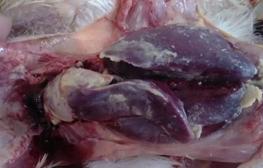 预防大肠杆菌最有效的方法,大肠杆菌病如何诊断