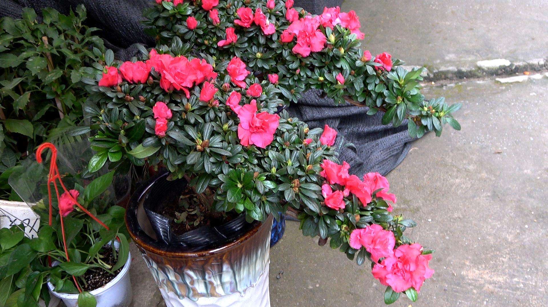 养杜鹃花的妙招,养杜鹃花的知识与技巧简单