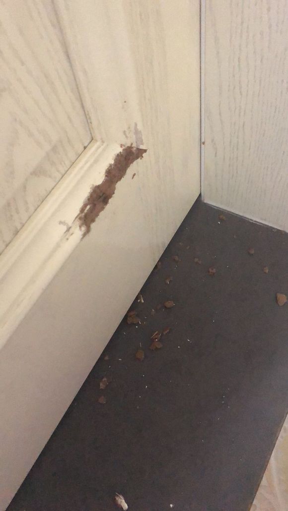 狗狗长大脾气暴躁咬人怎么回事,狗狗性格突然变得暴躁易怒爱咬狗