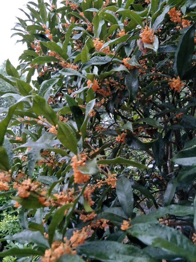 秋天丹桂,丹桂秋天几月长新芽