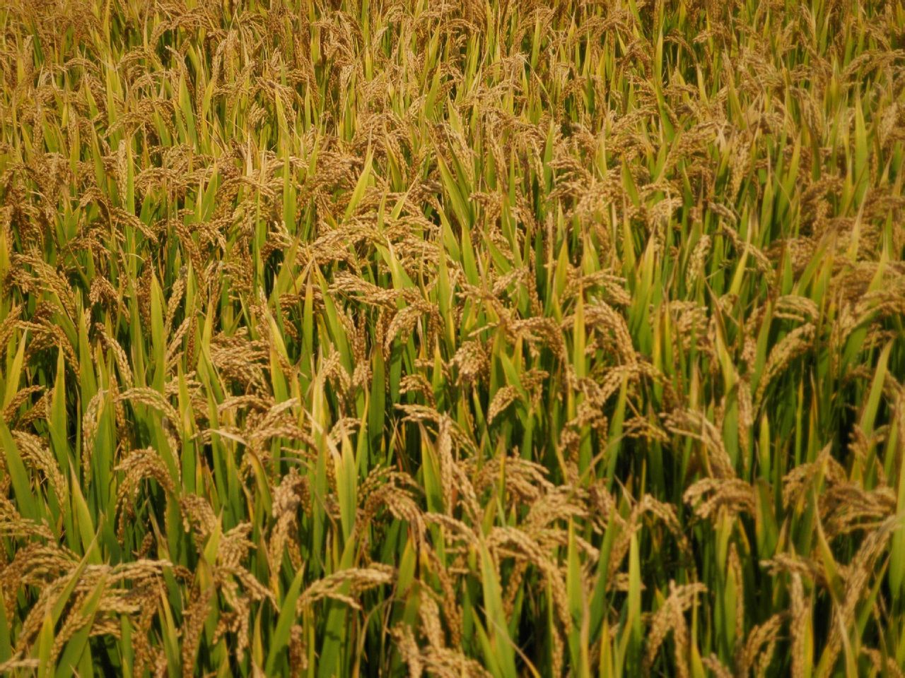 中国化肥企业100强:云天化第2,泸天化第10,史丹利第26