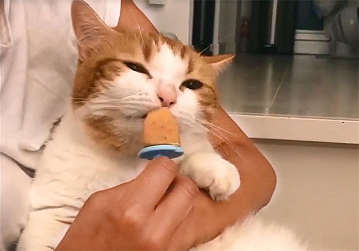 别想叫不醒一只装睡的橘猫 (一只装睡的橘猫)