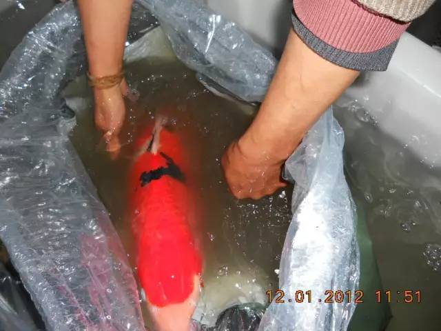 湖南最好的锦鲤养殖基地,湘潭锦鲤养殖