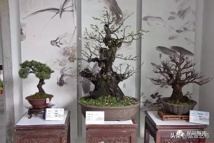 姊呰姳鐩嗘櫙浠锋牸,榫欐父姊呰姳鐩嗘櫙