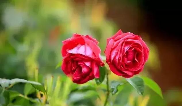 99棵月季,最值得入手的玫瑰月季