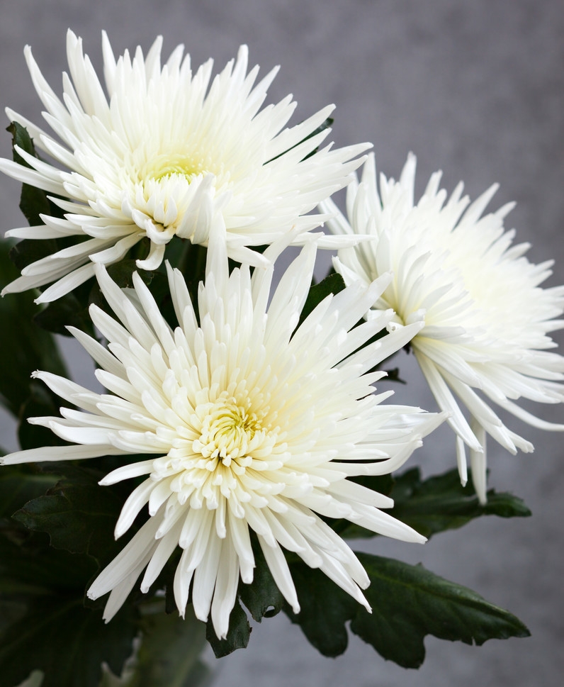 陶渊明诗中菊花的意象论文,屈原笔下的菊花代表了什么人