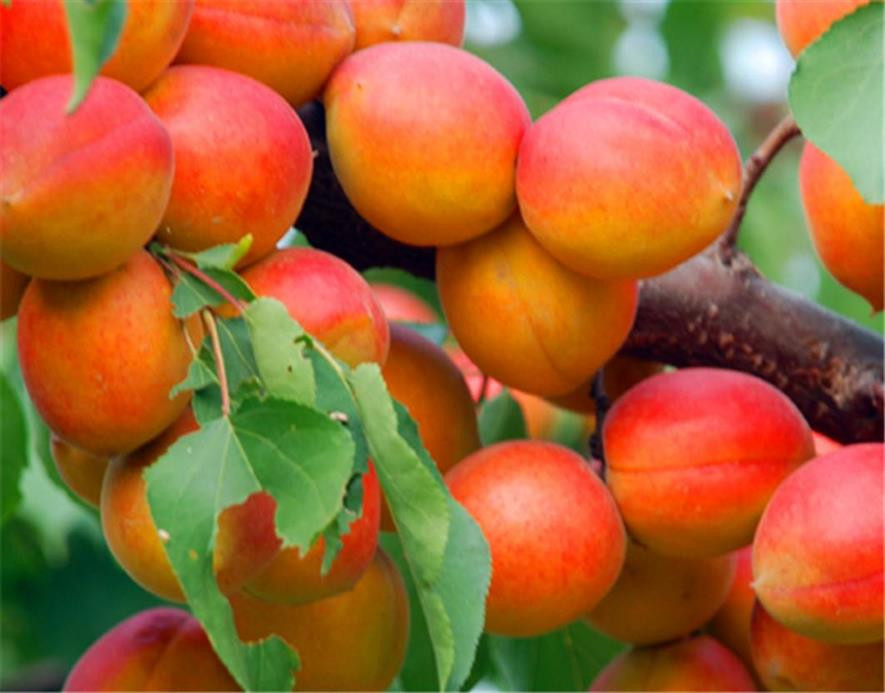 百种味道的果子,百种果实图片