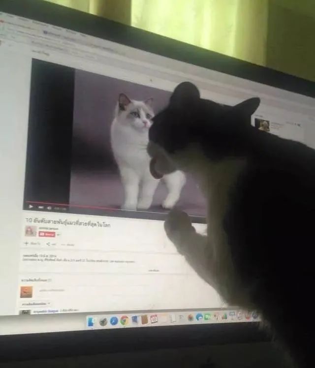 你看我们家的鹦鹉有多可怕,看看你家鹦鹉会享福的样子