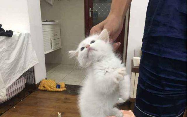 猫咪犯错也不能打这3个地方,无论你有多生气都不要打你家的猫