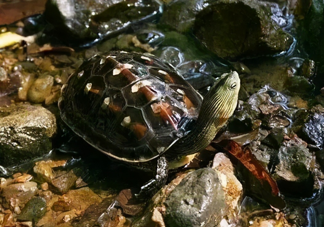 龟类大百科,大眼睛龟类