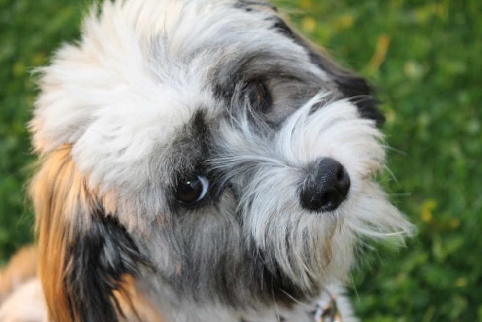 适合老年人养的狗排行榜,适合老人养的狗好养活的品种