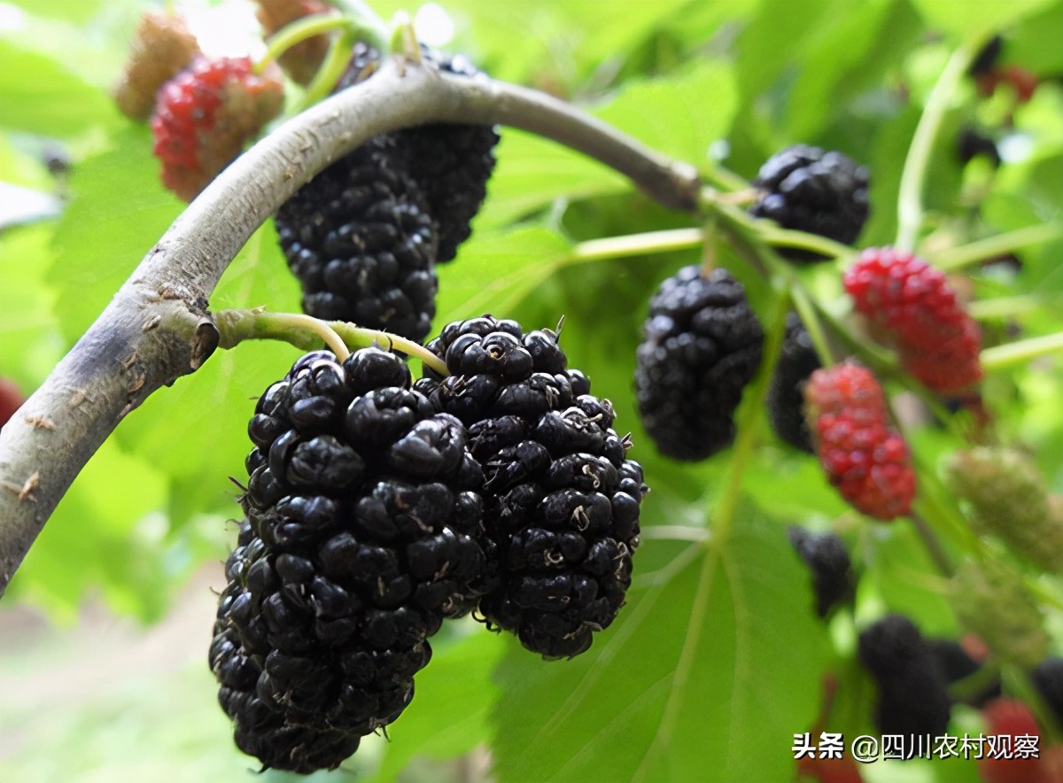 四川人小时候都吃过的美食,四川人小时候吃的锅巴