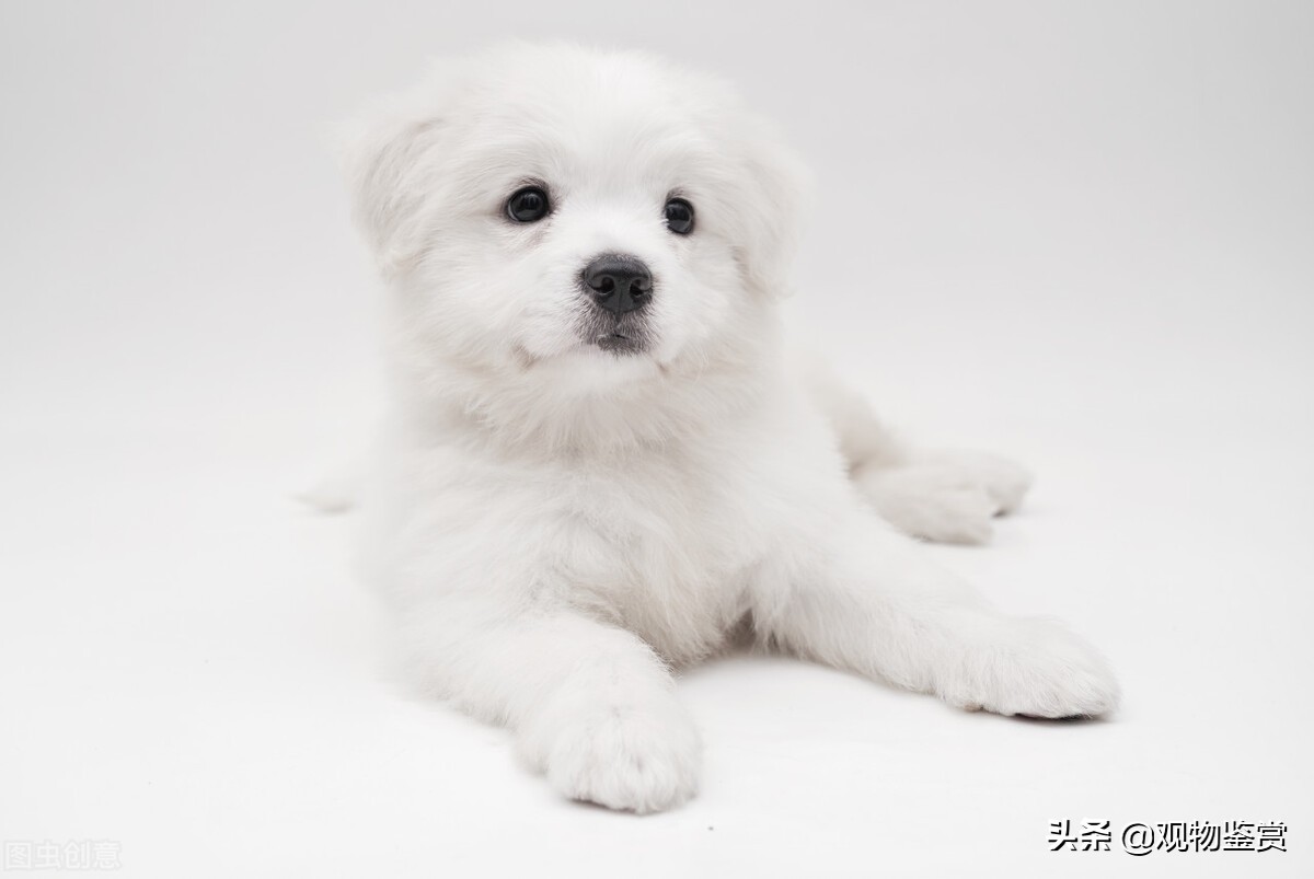 十大无异味的狗品种有哪些,不常见的黄毛狗品种有