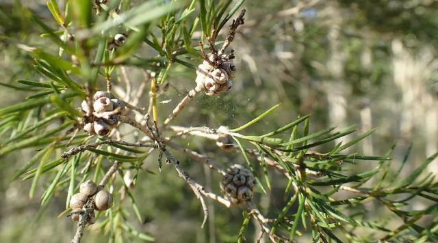澳洲茶树可以泡茶吗,澳洲茶树茶