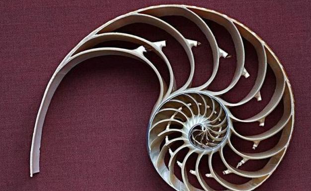 古墓发现酒专家说不能喝,古墓里面的海螺是什么